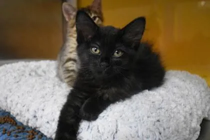 A young medium-sized female Domestic Long Hair cat named Suplex for adoption in Kansas City, MO