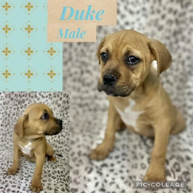 A baby medium-sized male Boxer dog named Duke for adoption in Manchester, CT