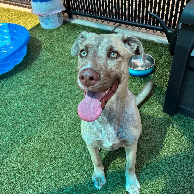A young medium-sized male Yellow / Tan / Blond / Fawn Mixed Breed dog named Fourteen for adoption in Greensboro, NC