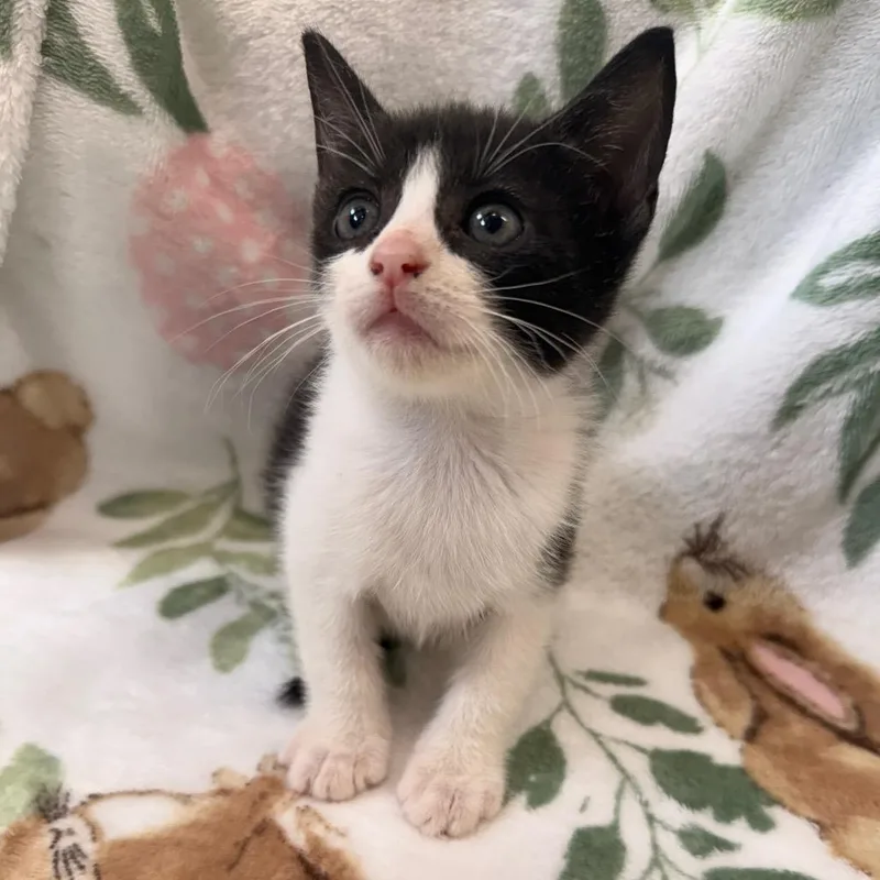 A baby small-sized male Black Domestic Short Hair cat named Jameson for adoption in Auburn, AL