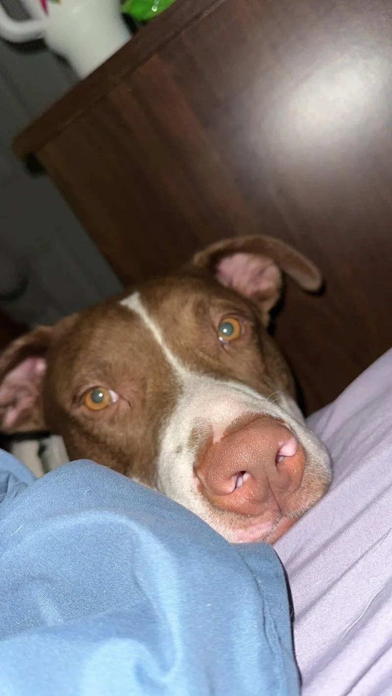 An adult medium-sized male Brown / Chocolate Pit Bull Terrier dog named Goose for adoption in Grand Rapids, MI