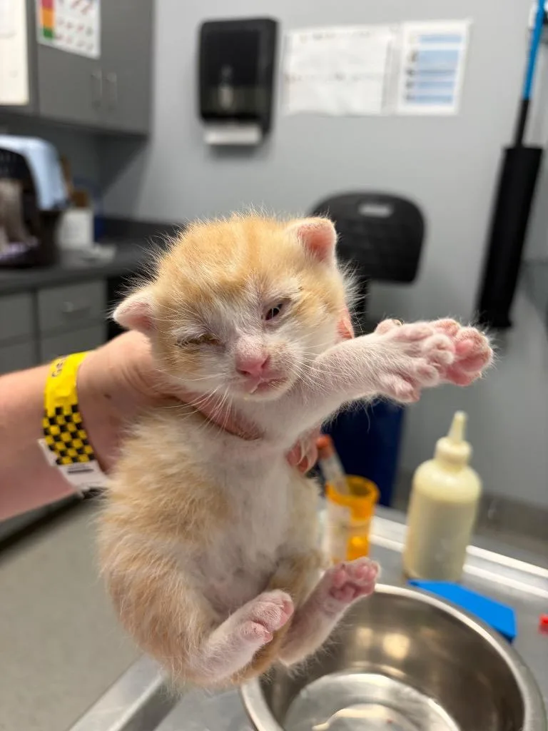 A baby medium-sized male Domestic Short Hair cat named Ronald for adoption in Bloomington, IN