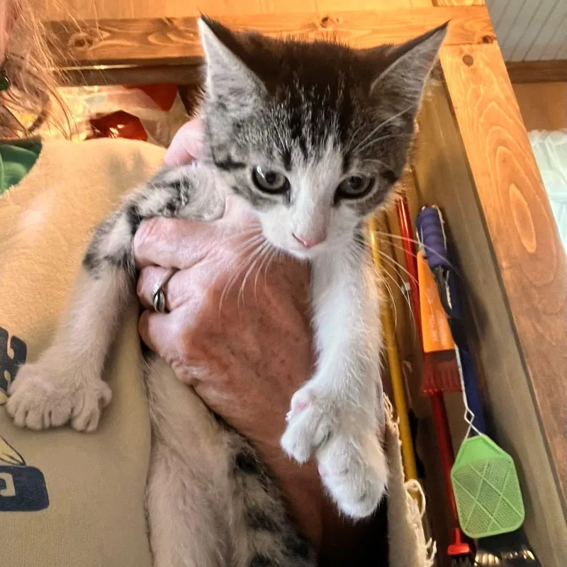 A baby small-sized female Tabby (Brown / Chocolate) Domestic Short Hair cat named Rue for adoption in Raritan, NJ