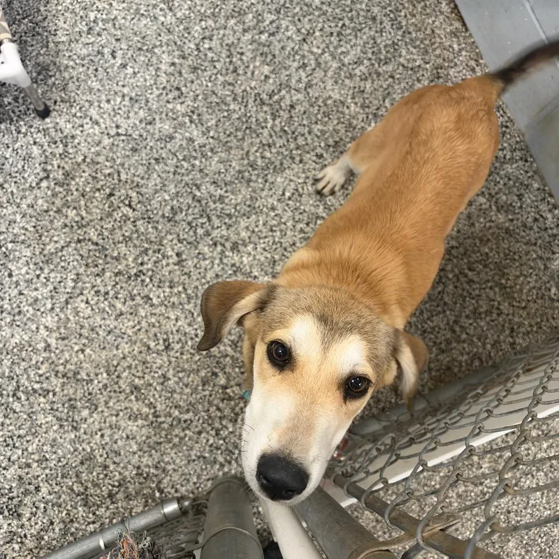A young medium-sized male Yellow / Tan / Blond / Fawn Great Pyrenees dog named Beau for adoption in Collinsville, OK