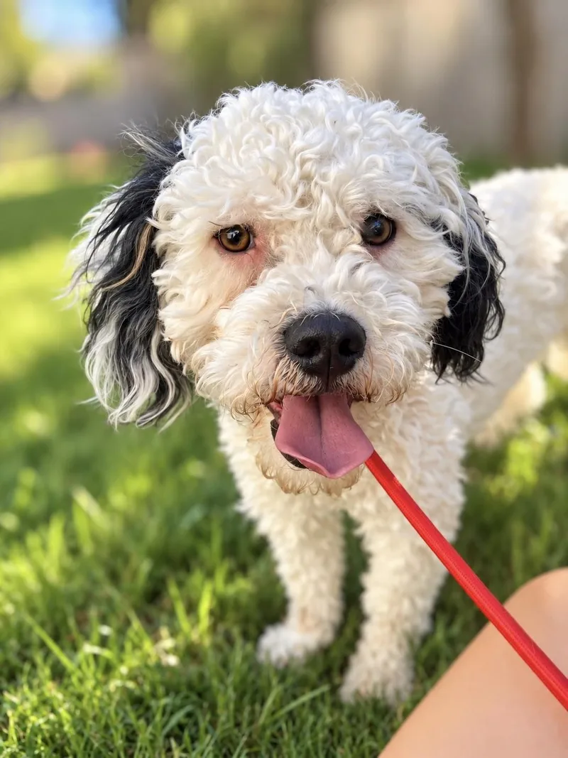 A young small-sized male Miniature Poodle dog named Bob for adoption in Corona Del Mar, CA