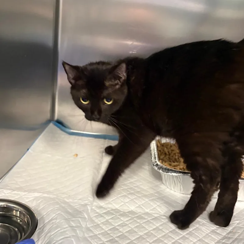An adult medium-sized female Black Domestic Short Hair cat named Haskell for adoption in Greensboro, NC