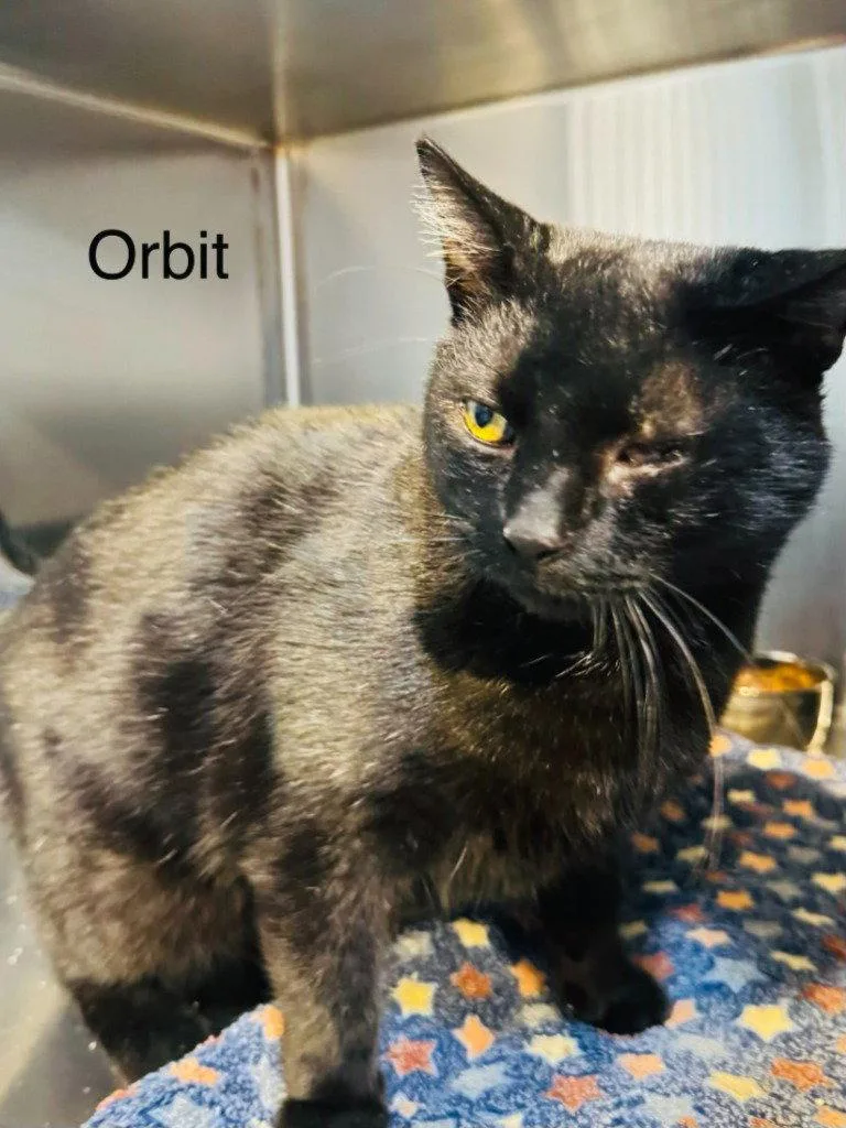 An adult small-sized male Black Domestic Short Hair cat named Orbit for adoption in Saint George, UT