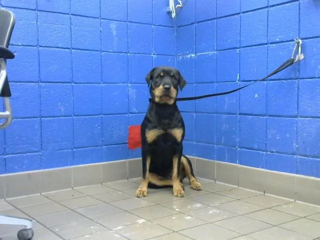 Lil Rascal