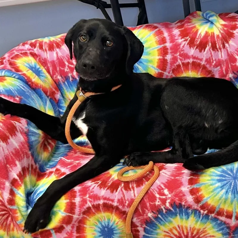 A young medium-sized female Black Labrador Retriever dog named Emmie for adoption in San Francisco, CA