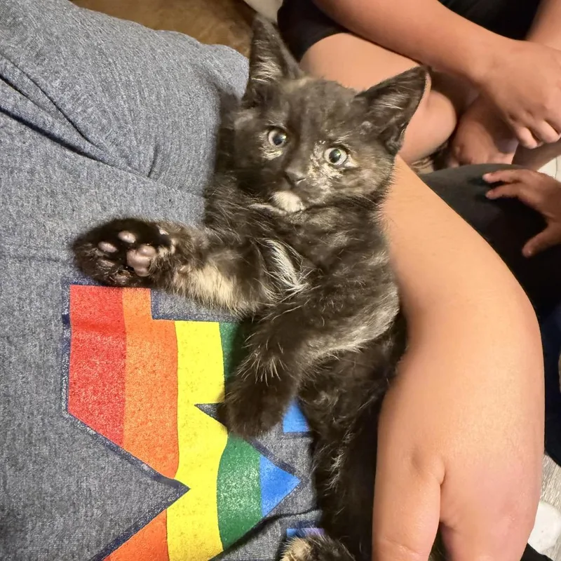 A baby small-sized female Tortoiseshell Domestic Short Hair cat named S'mores for adoption in Monroe, MI
