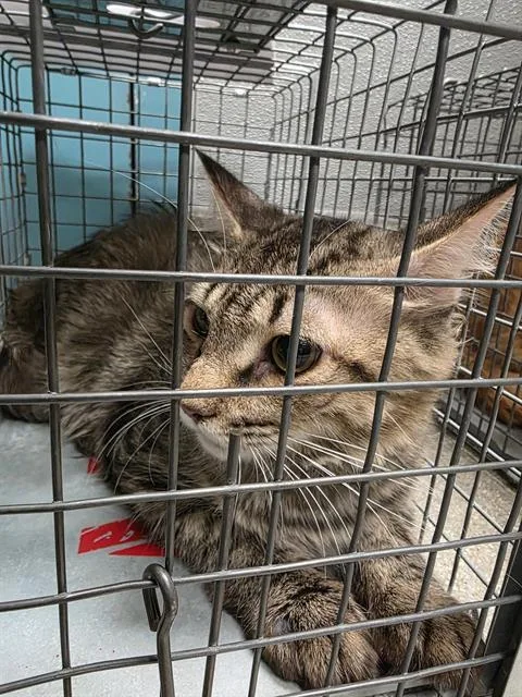 A young large-sized female Domestic Short Hair cat named Dulcinea for adoption in Las Vegas, NV