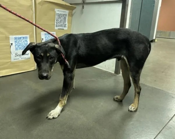 A young medium-sized male German Shepherd Dog dog named Edgar for adoption in Chatsworth, CA
