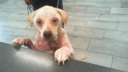An adult large-sized female Pit Bull Terrier dog named Luna for adoption in Charlotte, NC