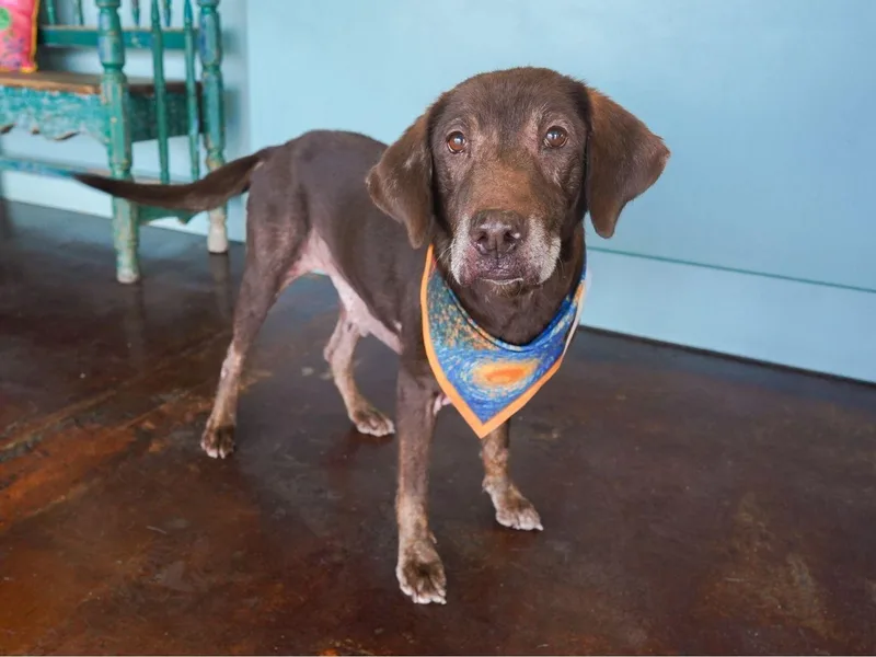 A senior medium-sized female Brown / Chocolate Chocolate Labrador Retriever dog named Covergirl for adoption in San Antonio, TX