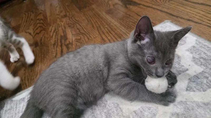 A baby small-sized male Domestic Short Hair cat named Skittles for adoption in Chicago, IL