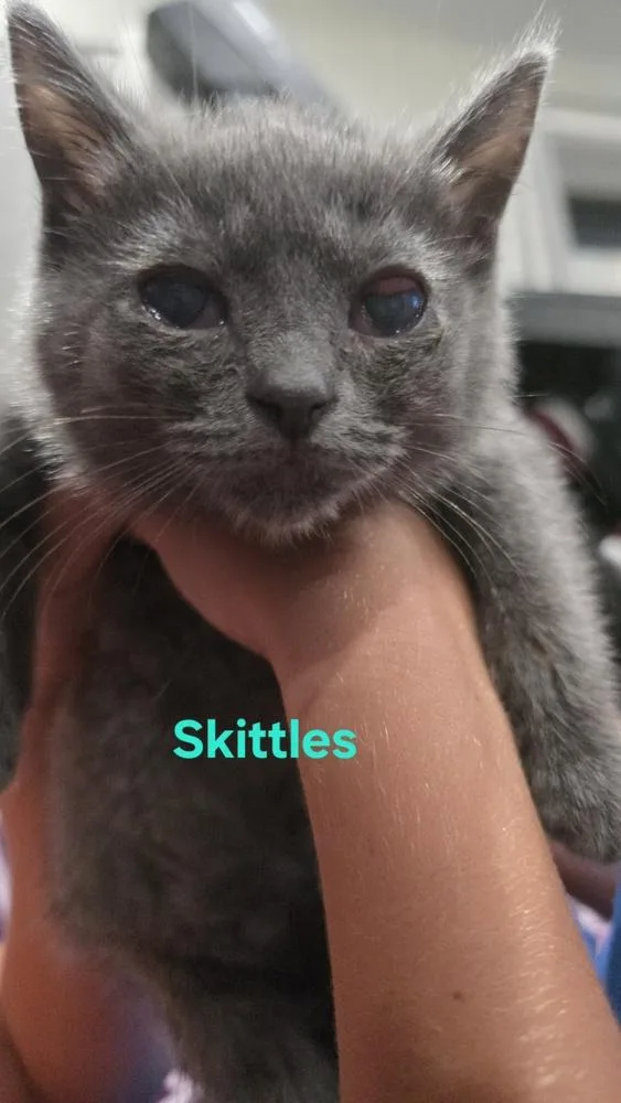 Skittles thumbnail 2