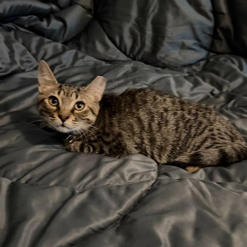 A baby small-sized male Brown / Chocolate Domestic Medium Hair cat named Flint for adoption in Valdosta , GA