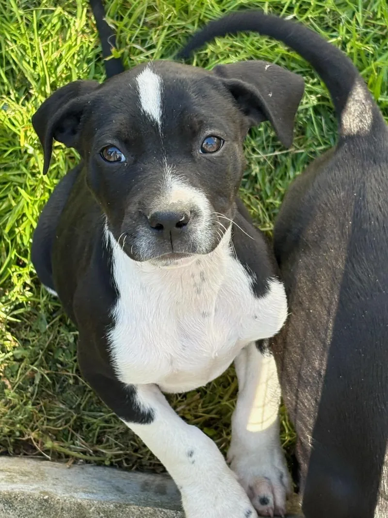 A baby medium-sized male Black Terrier dog named Oreo for adoption in Greensboro, GA