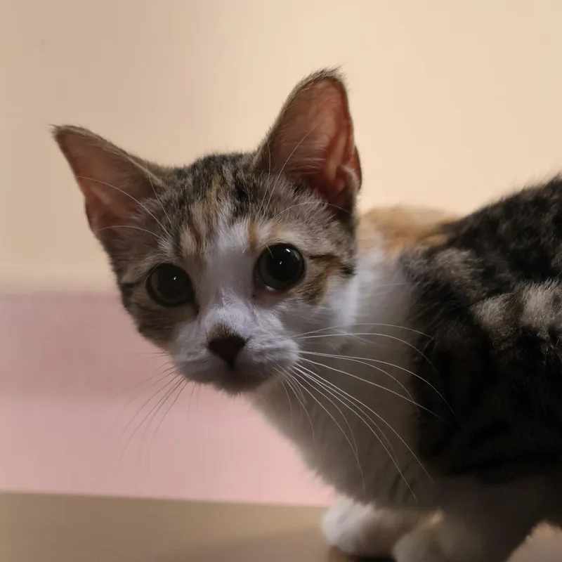 A baby small-sized female Calico Domestic Short Hair cat named Monica for adoption in Briarcliff Manor, NY