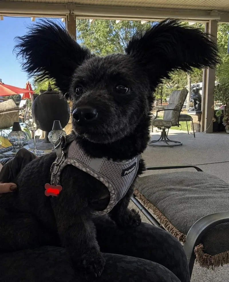 A young small-sized female Miniature Poodle dog named Petunia for adoption in Lodi, CA