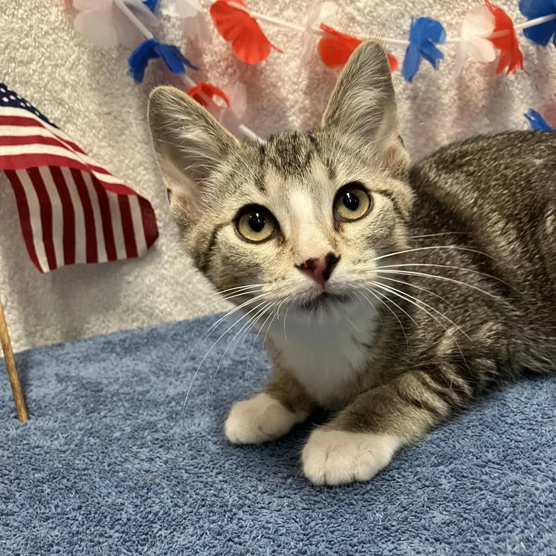 A baby medium-sized male White Domestic Short Hair cat named Ash for adoption in Dublin, OH