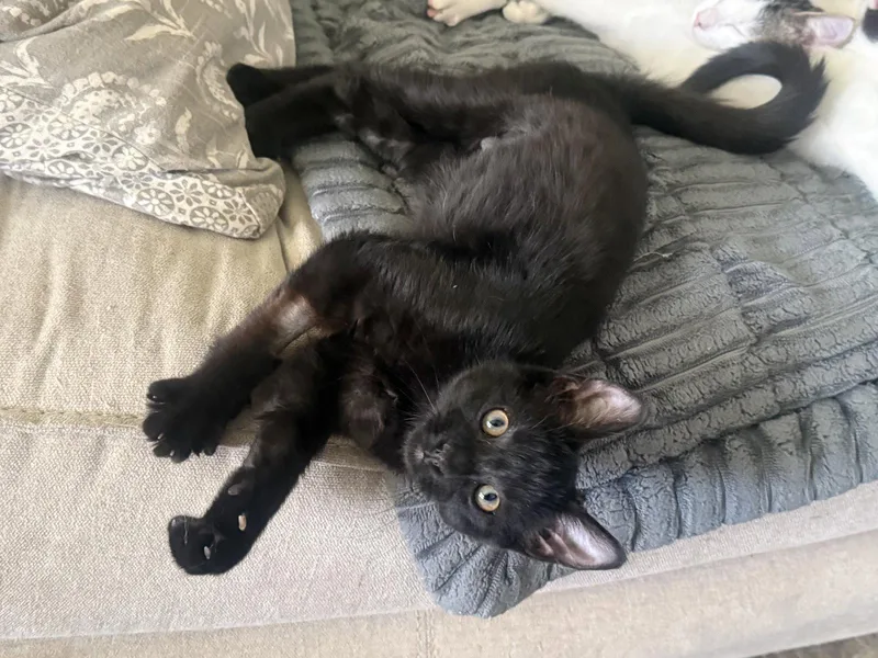 A baby medium-sized female Black Domestic Short Hair cat named Morticia for adoption in Fenton, MO