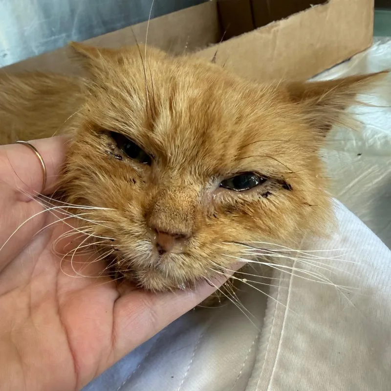 A senior medium-sized male Orange / Red Domestic Long Hair cat named Rusty for adoption in Red House, WV