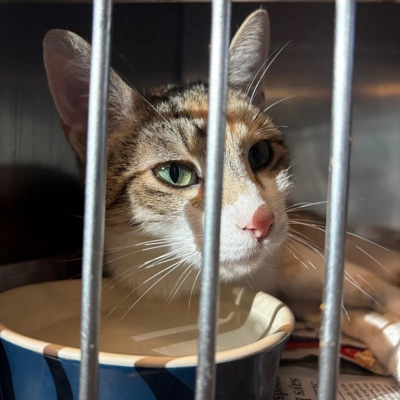 An adult small-sized female Calico Domestic Short Hair cat named Minnesota for adoption in Huntington, WV
