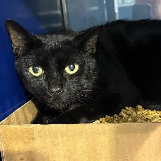 An adult medium-sized male Black Domestic Short Hair cat named Phantom for adoption in Concord, NH