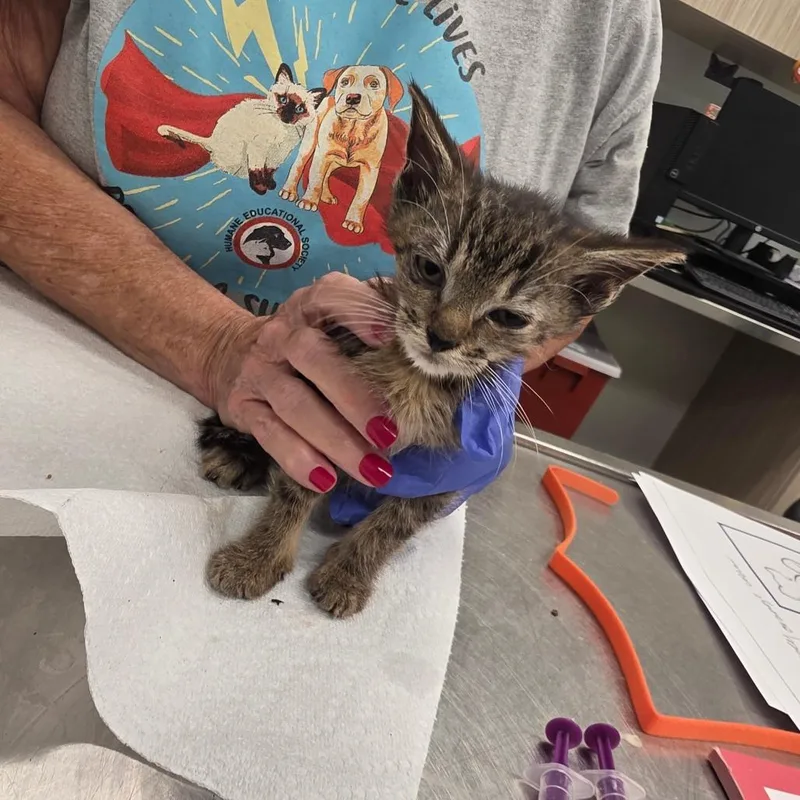 A baby small-sized male Brown / Chocolate Domestic Short Hair cat named Dopey for adoption in Chattanooga, TN