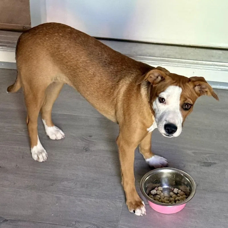 A young medium-sized female Brown / Chocolate Mixed Breed dog named Peaches for adoption in Pineville, MO