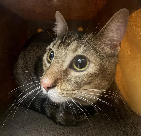 A young medium-sized female Domestic Short Hair cat named Club Penguin for adoption in Escondido, CA