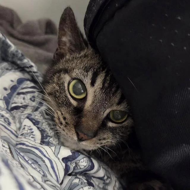 A senior small-sized female Domestic Short Hair cat named Sassy for adoption in Centerville, MA