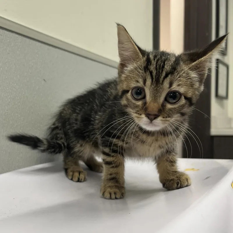 A baby small-sized female Brown / Chocolate Domestic Short Hair cat named Rosa for adoption in Tampa, FL