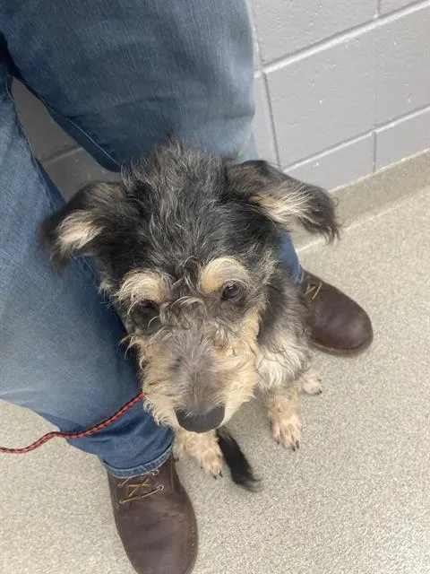 A young medium-sized female Poodle dog named Pound Cake for adoption in Omaha, NE