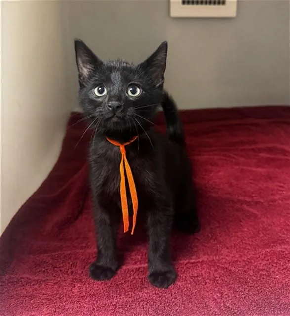 A baby small-sized male Domestic Short Hair cat named Treasure for adoption in Statesville, NC
