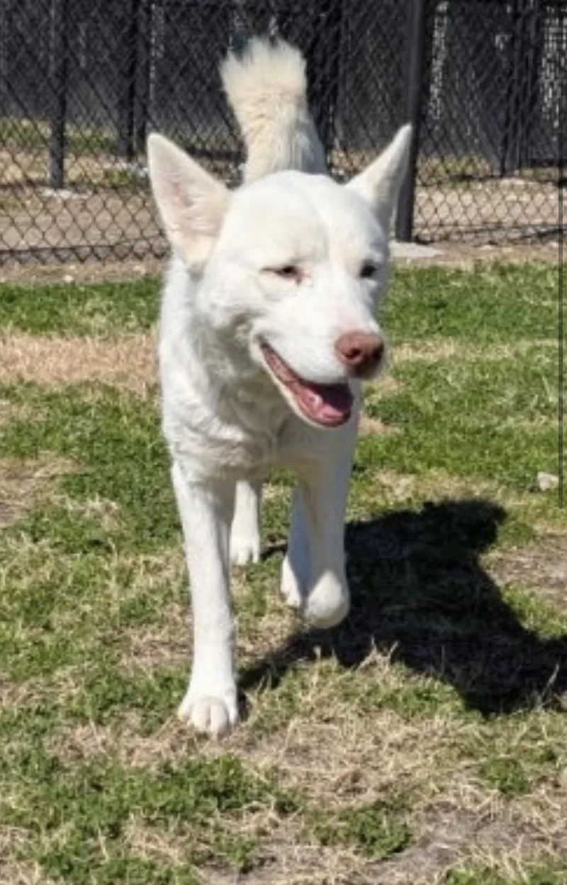A young medium-sized female Siberian Husky dog named Angel for adoption in Sumter, SC