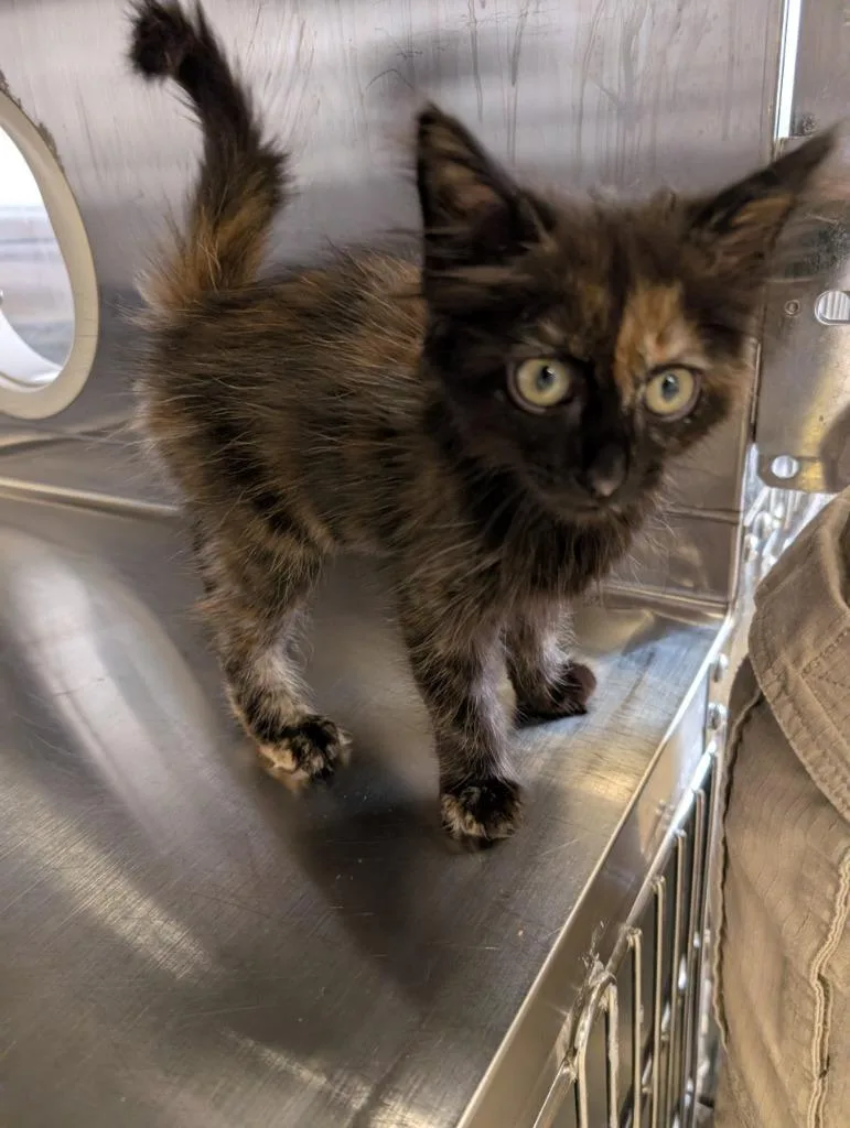 A baby medium-sized female Domestic Short Hair cat named Macaroni for adoption in Havre, MT