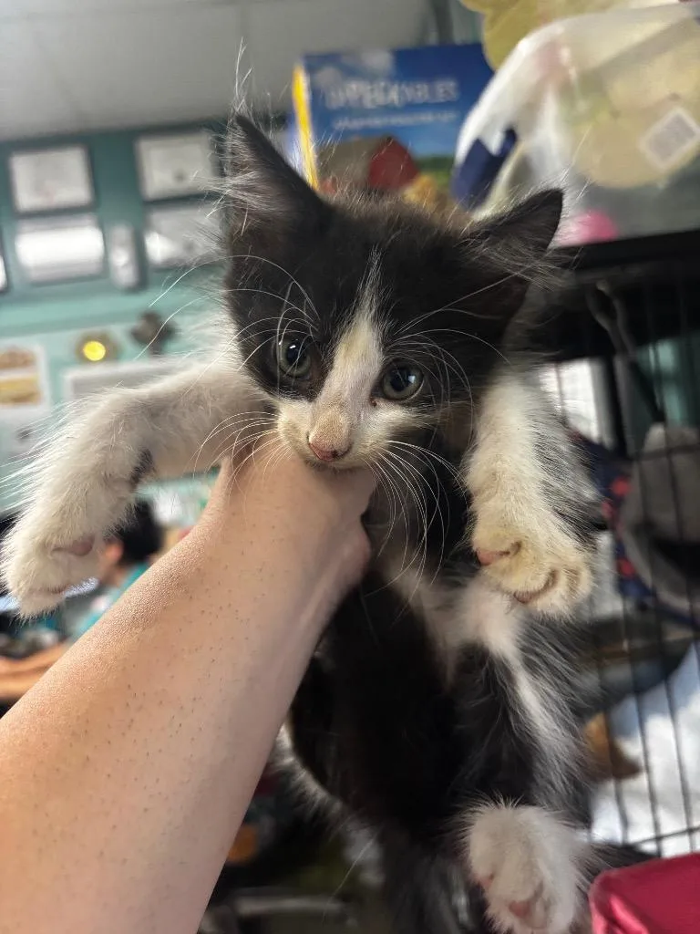 Finn