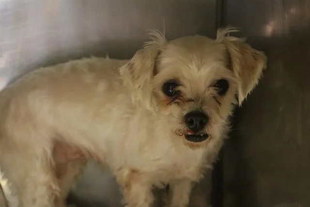 An adult small-sized female Mixed Breed dog named Guava Pop for adoption in Columbia, SC