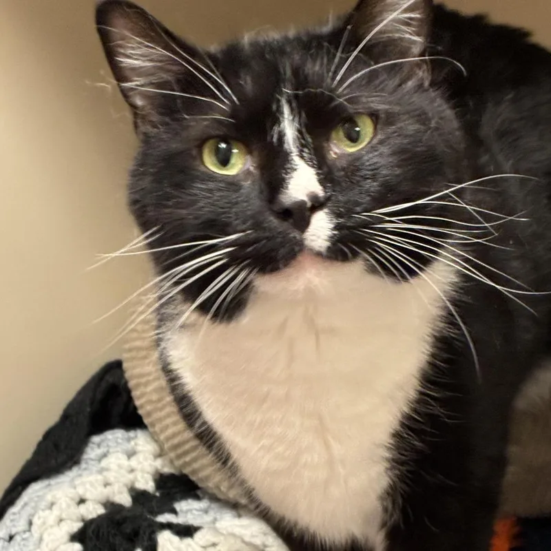 An adult large-sized male Black Domestic Short Hair cat named Scotty for adoption in South Elgin, IL