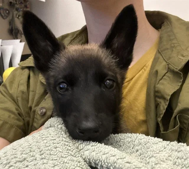 A baby small-sized female Belgian Shepherd / Malinois dog named Mavis for adoption in Martinez, CA