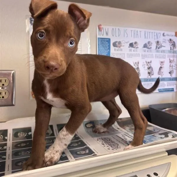 A baby small-sized female Labrador Retriever dog named Jill for adoption in San Antonio, TX