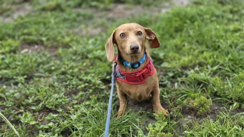 A young small-sized male Dachshund dog named Indie for adoption in Jacksonville, FL