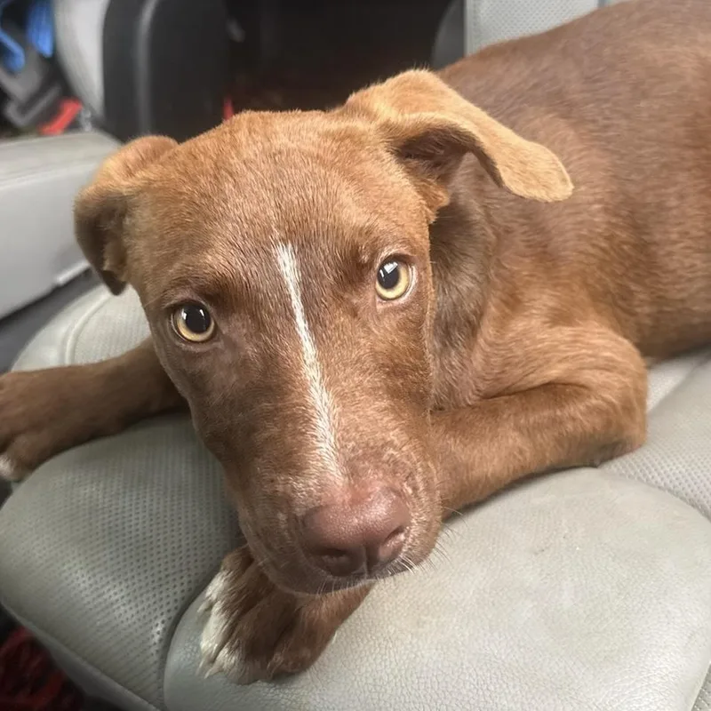 A young medium-sized male Pit Bull Terrier dog named Sherman for adoption in Ragland, AL