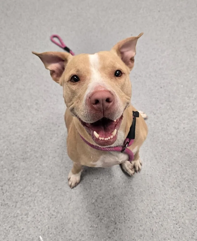 An adult medium-sized female Pit Bull Terrier dog named Penny Lane for adoption in Wellington, KS