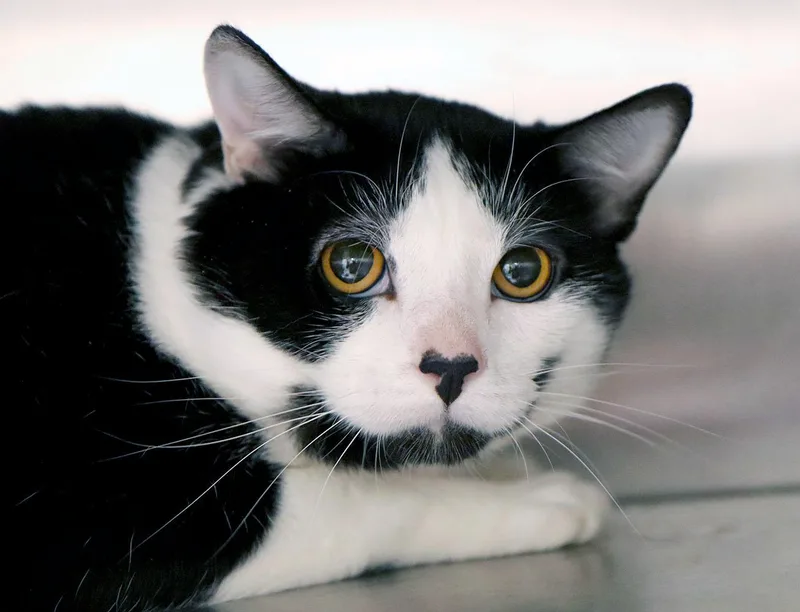 A young large-sized male Black & White / Tuxedo Tuxedo cat named Danny for adoption in Kansas City, KS