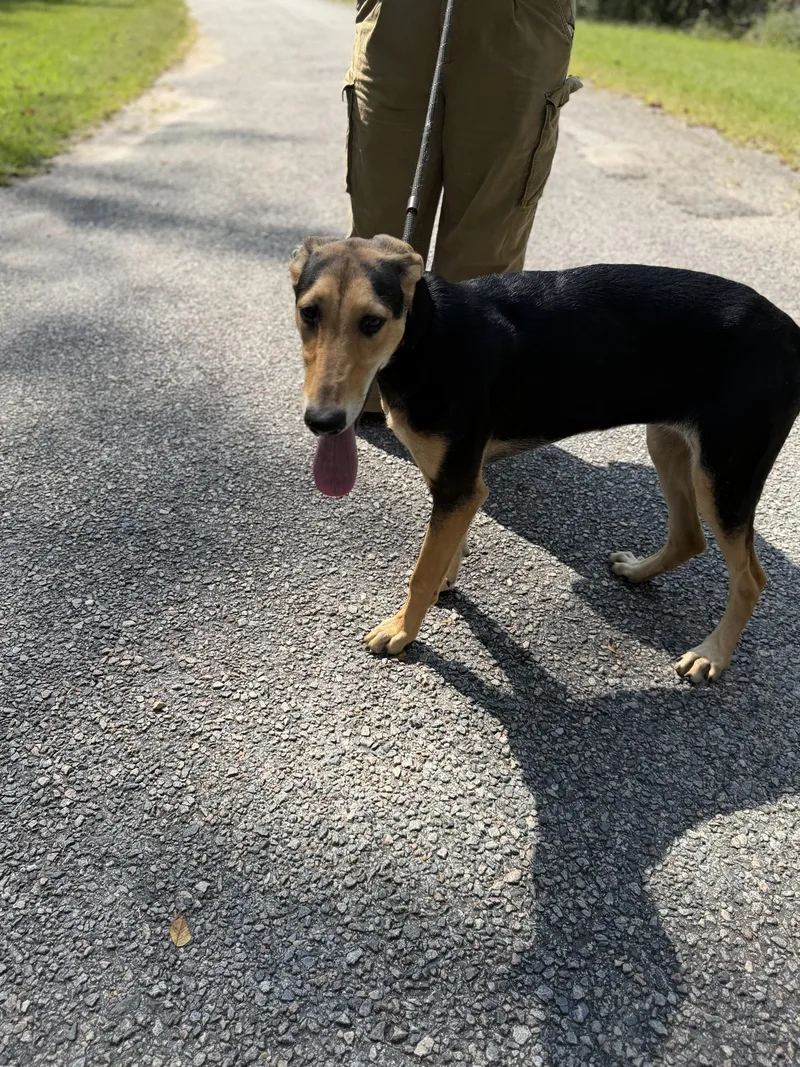 A young medium-sized female Black and Tan Coonhound dog named Aardvark for adoption in Petersburg, VA