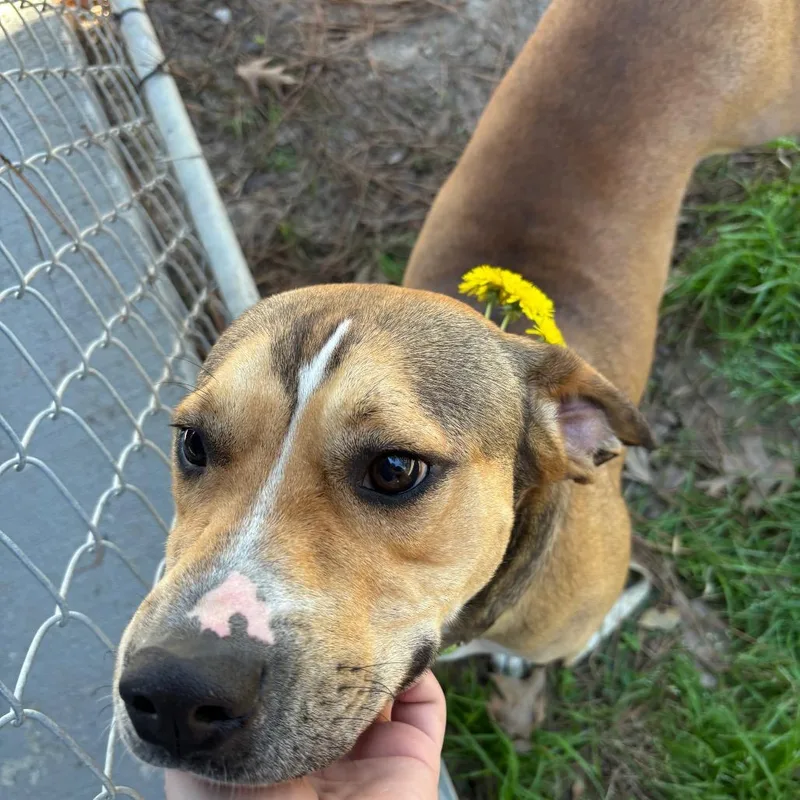 An adult medium-sized male Hound dog named Moby for adoption in Lufkin, TX