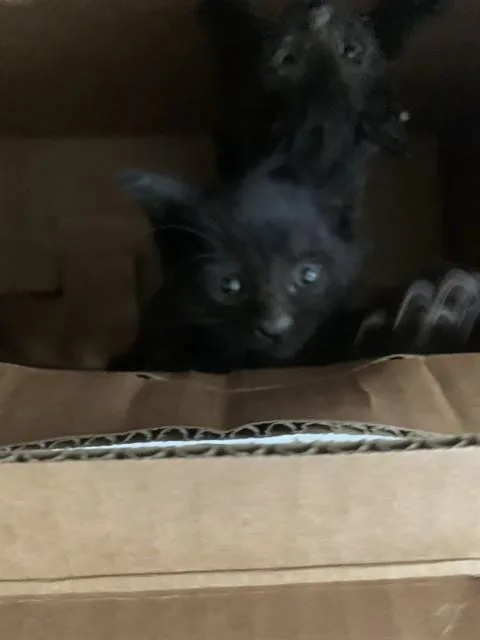 A baby small-sized female Domestic Short Hair cat named Flora for adoption in San Jose, CA
